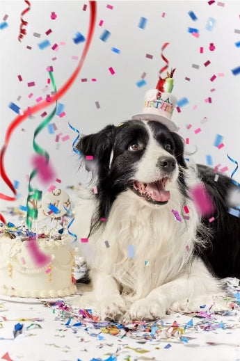 This is a photo of a Border Collie celebrating its birthday.