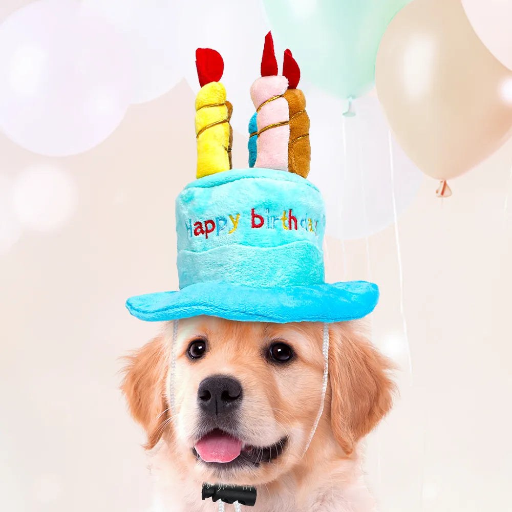 Dog wearing blue birthday cake hat