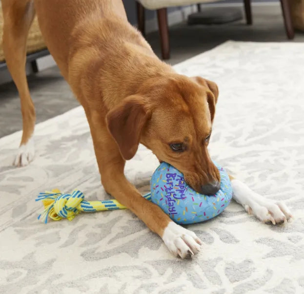 Dog playing with birthday balloon plush toy