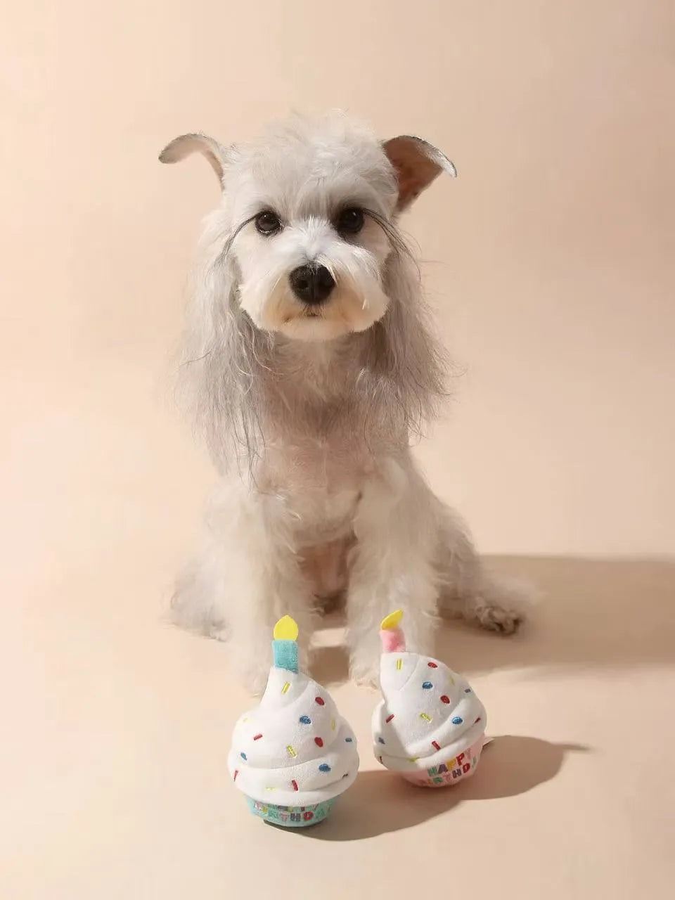 Dog playing with plush birthday cake toy