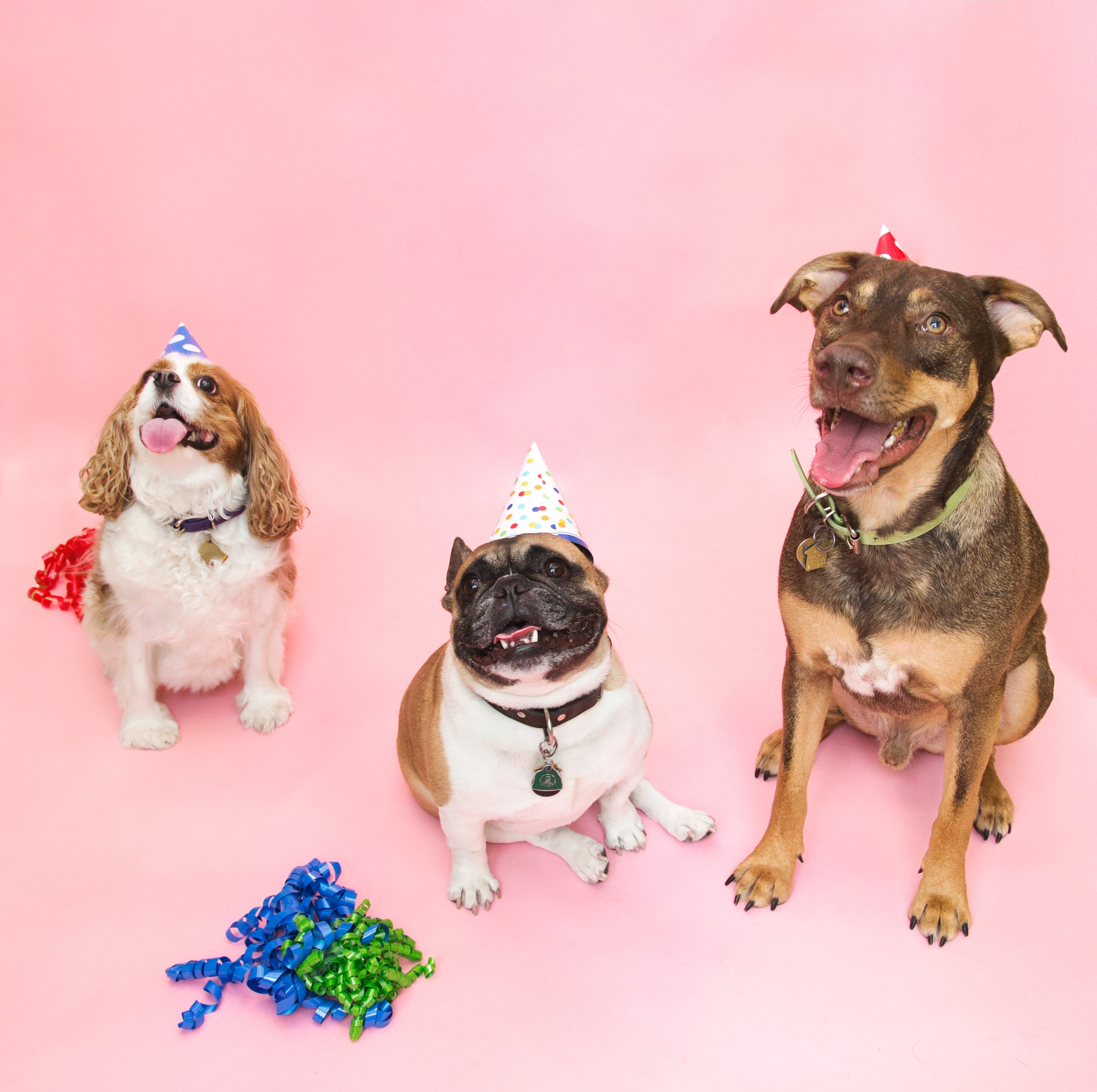 How to Plan the Perfect Birthday Pawty for Your Dog or Cat | VivaTails