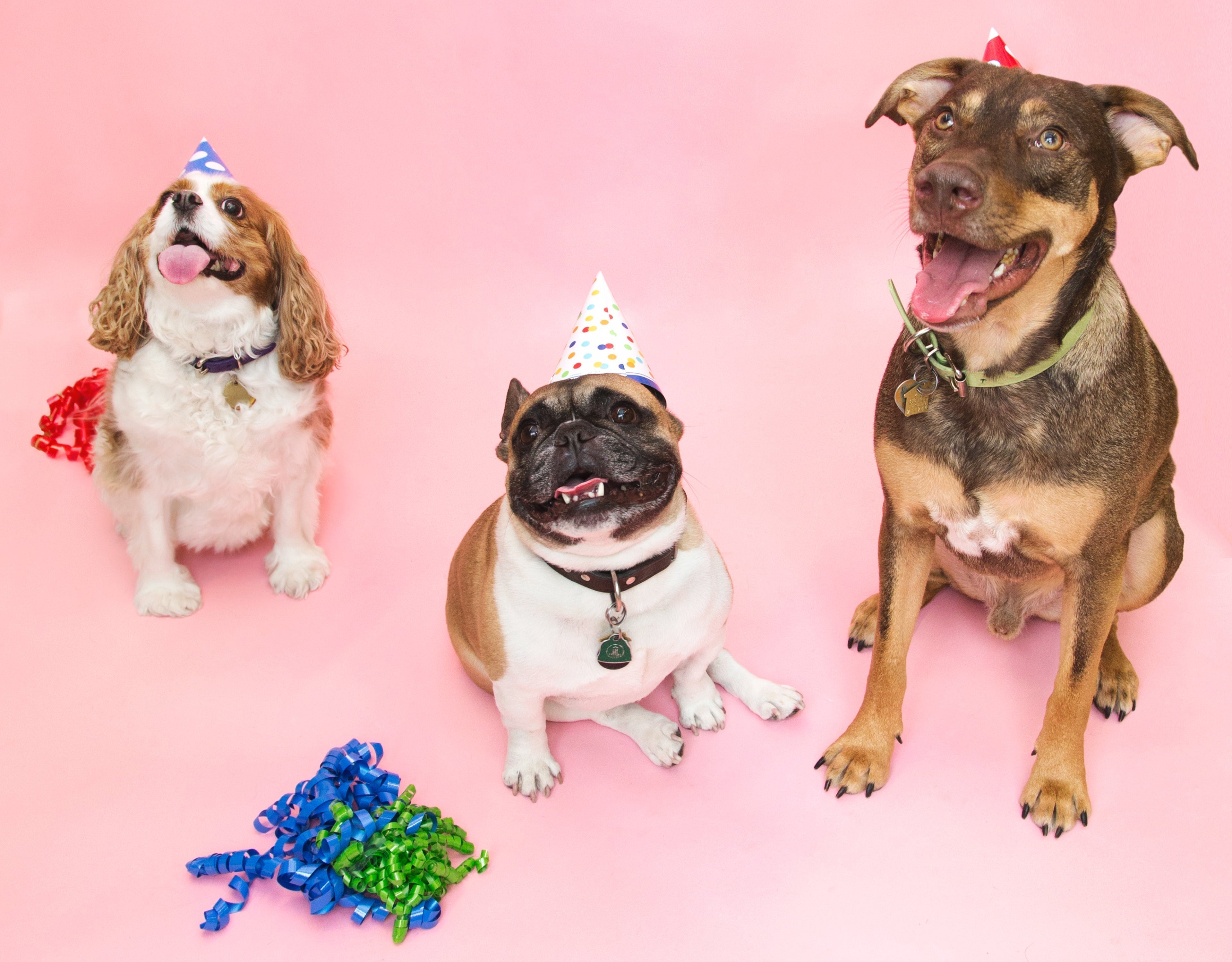 How to Make the Perfect Dog Birthday Party with Healthy Homemade Treats
