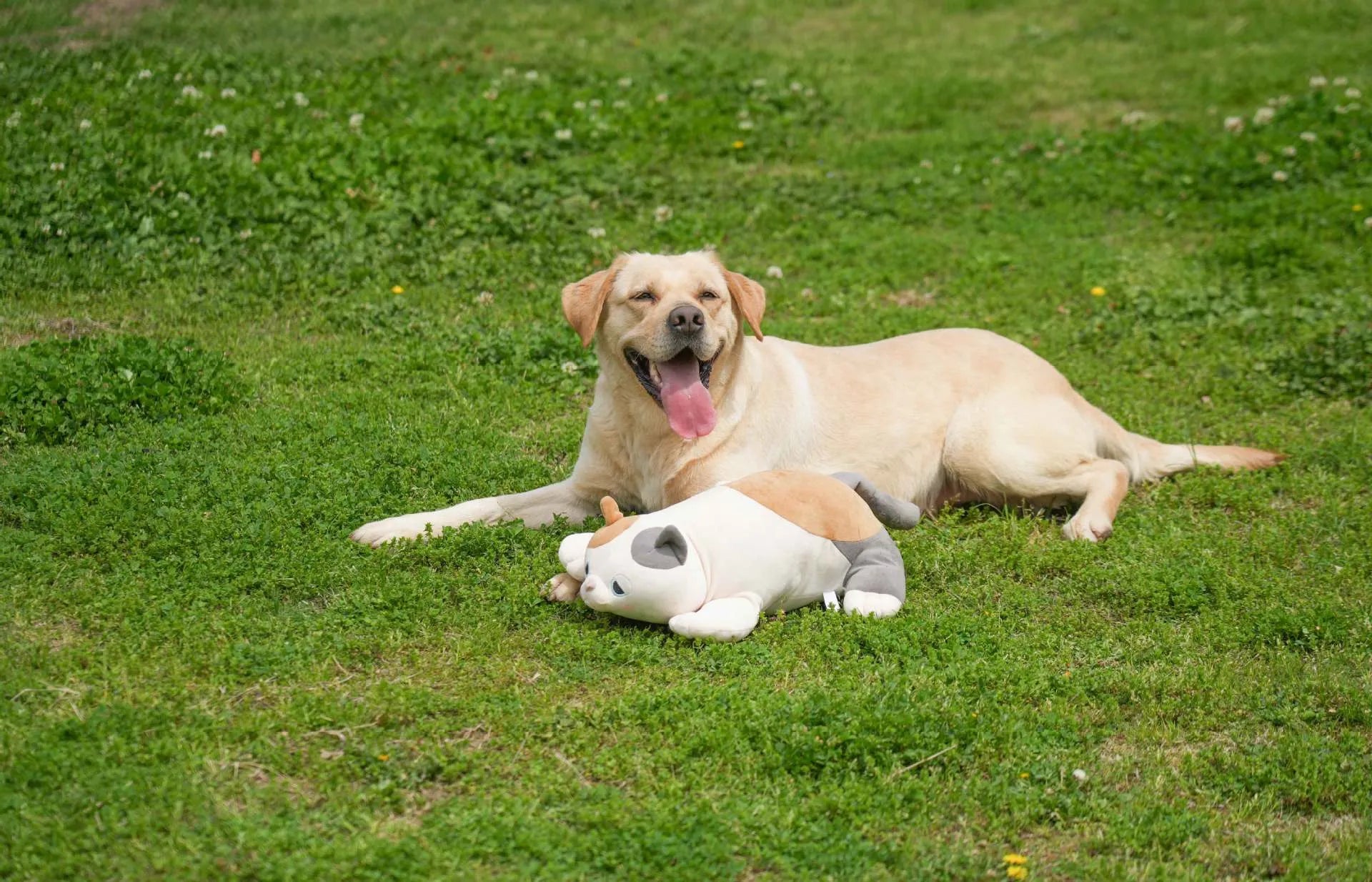 Heartbeat Buddies – Ragdoll Cat