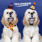 Halloween Pet Costume Set