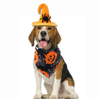 	Dog in Halloween spider hat with black pumpkin bib