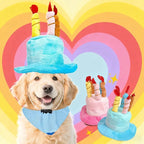 Dogs wearing birthday cake hats
