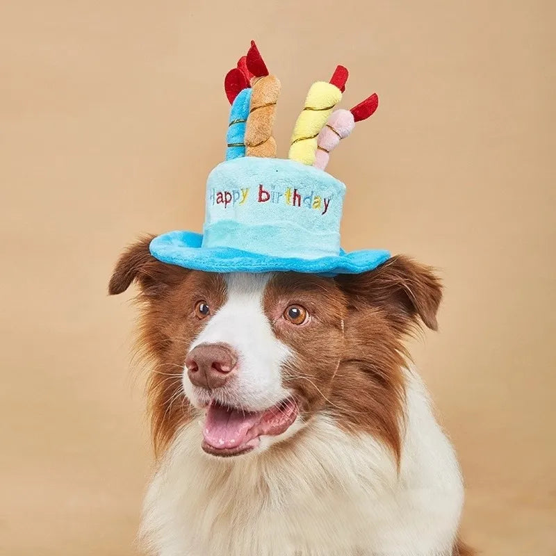 Close-up of dog wearing blue birthday hat