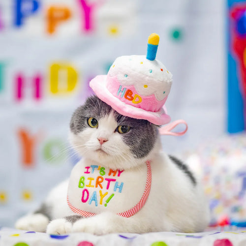 Cute pet wearing birthday cake hat