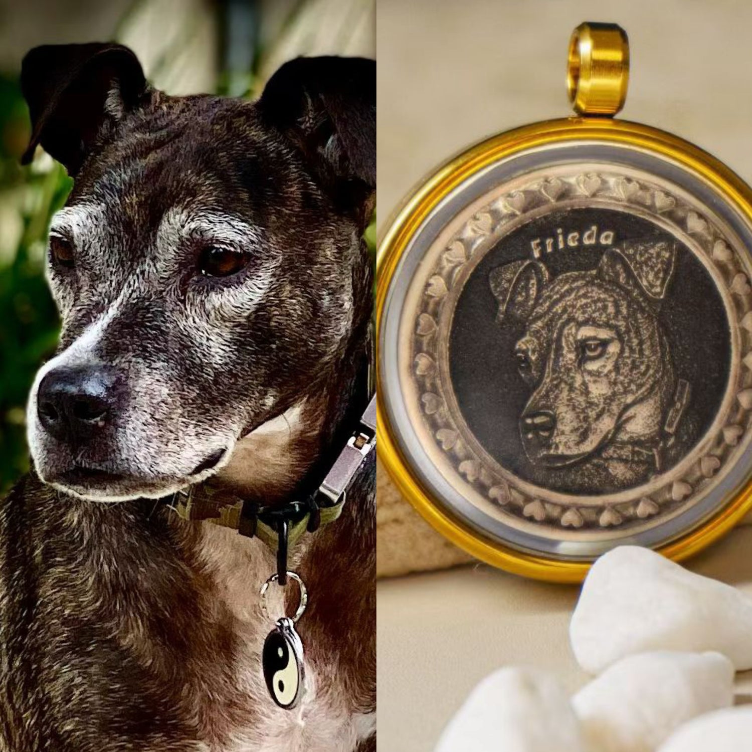 Dog photo compared with bronze pendant in glass display case