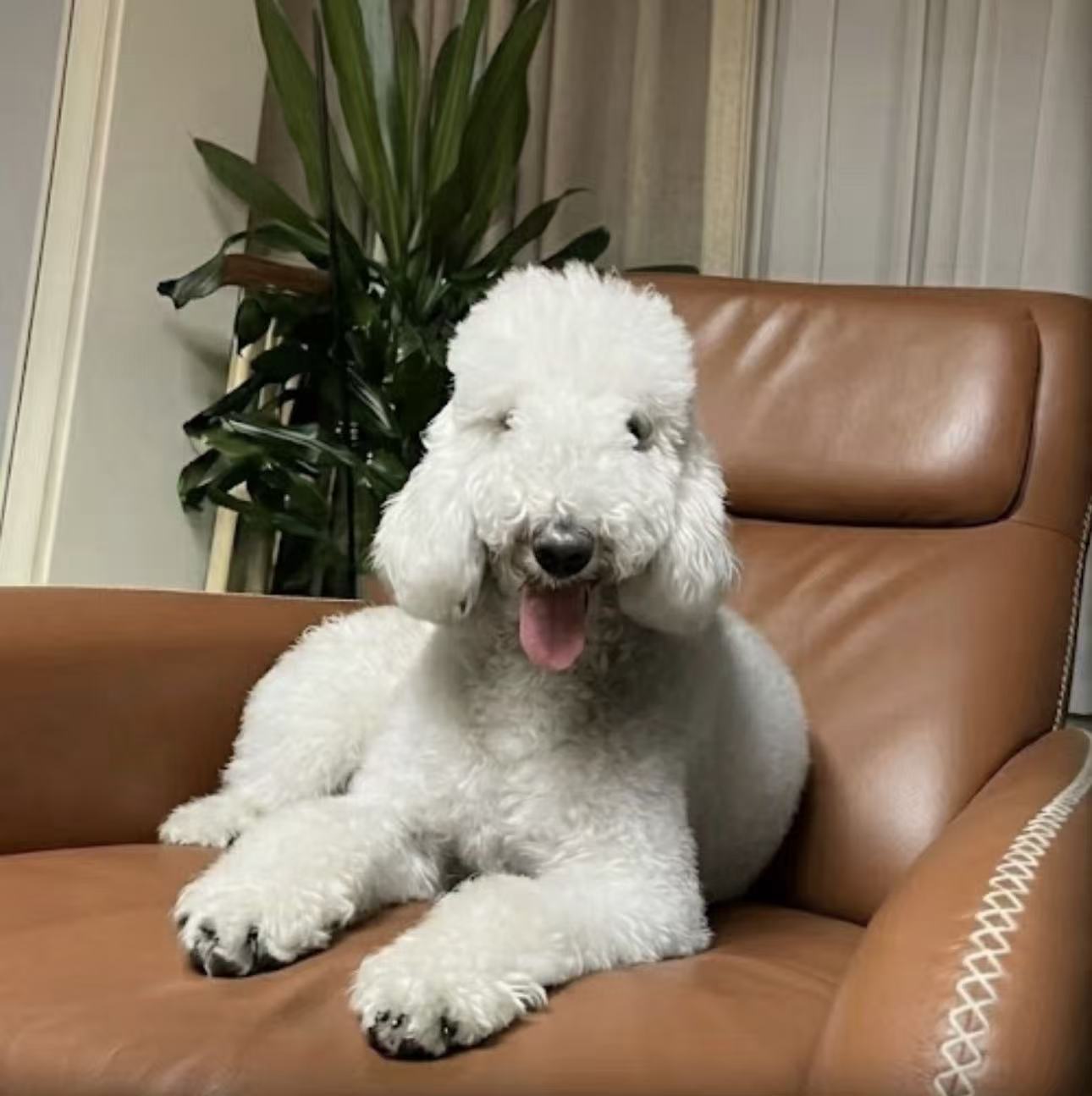 Upload your pet's clear upfront photo to custom a 3d relief pendant forever